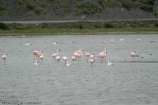 Flamingo (5 von 21).jpg
